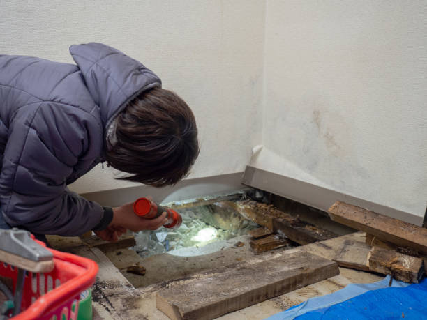 Best Environmental Consulting for Mold Prevention  in Watsonville, CA