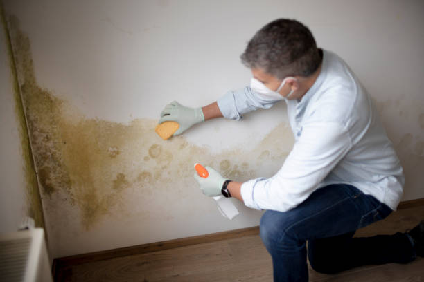 Best Industrial Mold Remediation  in Watsonville, CA